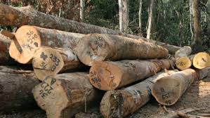 Treinamento FSC®: Revisão no padrão de madeira controlada