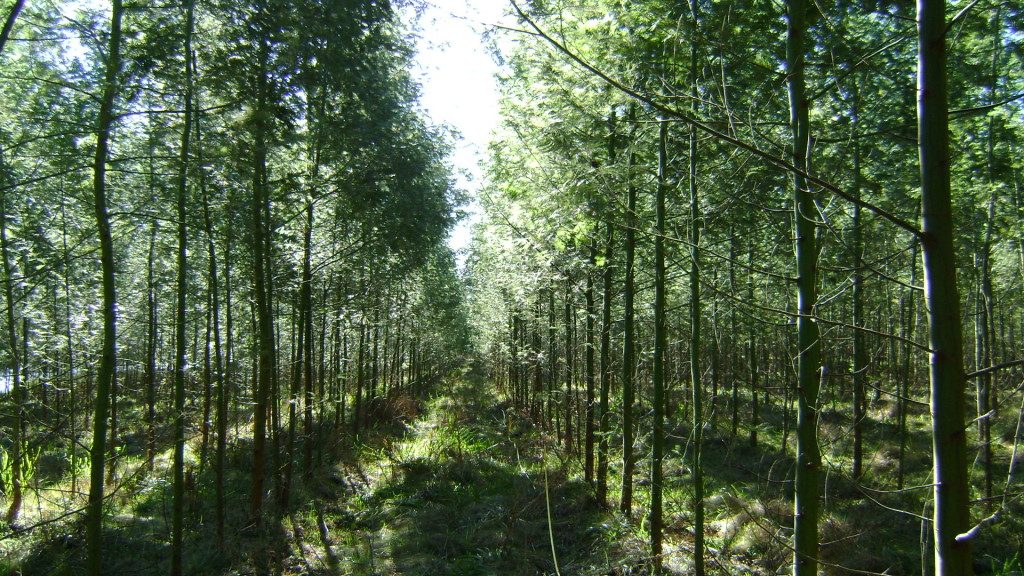 Grupo de Produtores RDK recebe a primeira certificação FSC® de manejo florestal em pequena escala ou baixa intensidade (SLIMF) do Rio Grande do Sul