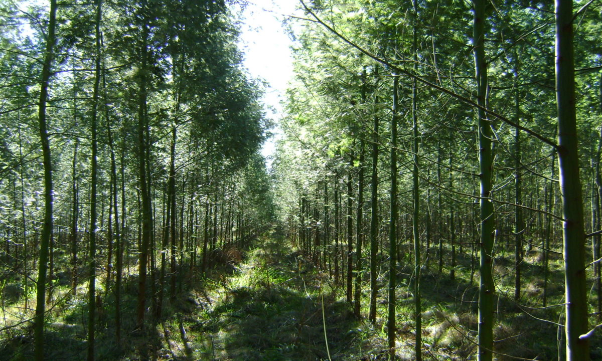 Grupo de Produtores RDK recebe a primeira certificação FSC® de manejo florestal em pequena escala ou baixa intensidade (SLIMF) do Rio Grande do Sul