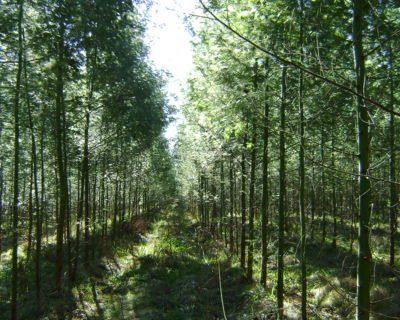 Grupo de Produtores RDK recebe a primeira certificação FSC® de manejo florestal em pequena escala ou baixa intensidade (SLIMF) do Rio Grande do Sul