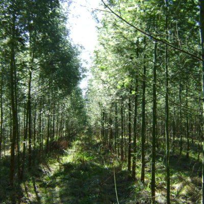Grupo de Produtores RDK recebe a primeira certificação FSC® de manejo florestal em pequena escala ou baixa intensidade (SLIMF) do Rio Grande do Sul