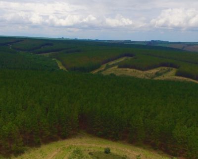Vale do Rio Grande Reflorestamento recebe o primeiro certificado de manejo florestal FSC® no estado de Goiás