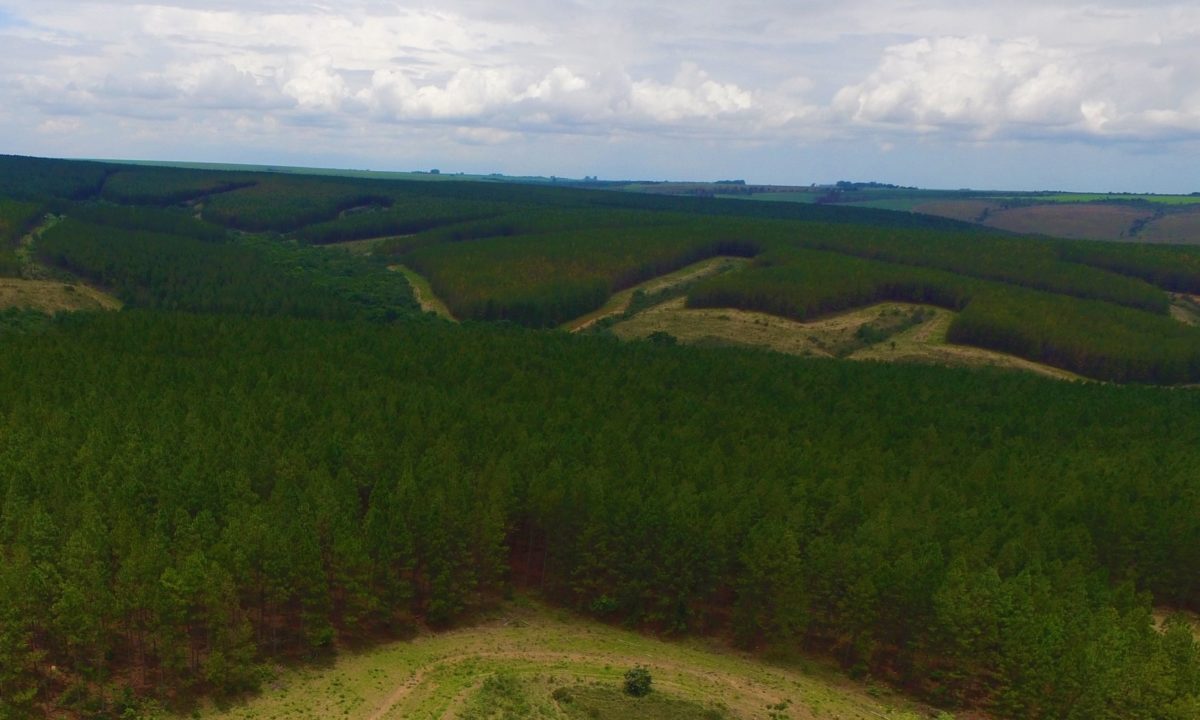 Vale do Rio Grande Reflorestamento recebe o primeiro certificado de manejo florestal FSC® no estado de Goiás